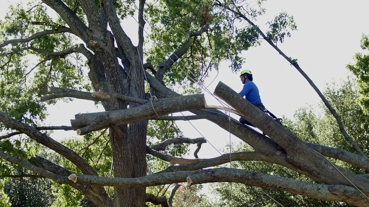 Professional Hazardous Tree Removal performed by certified arborists in Byron